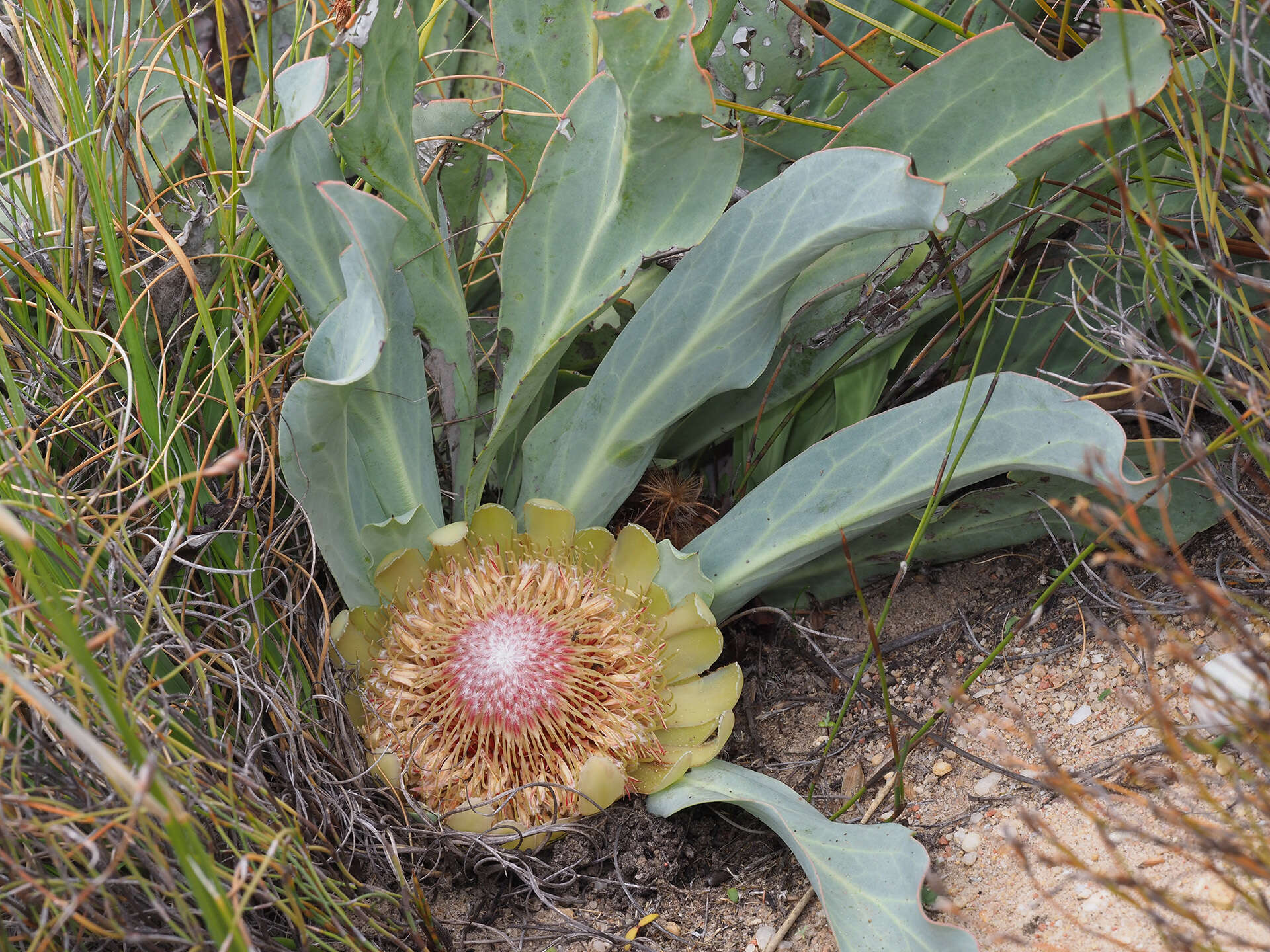 Image de Protea laevis R. Br.