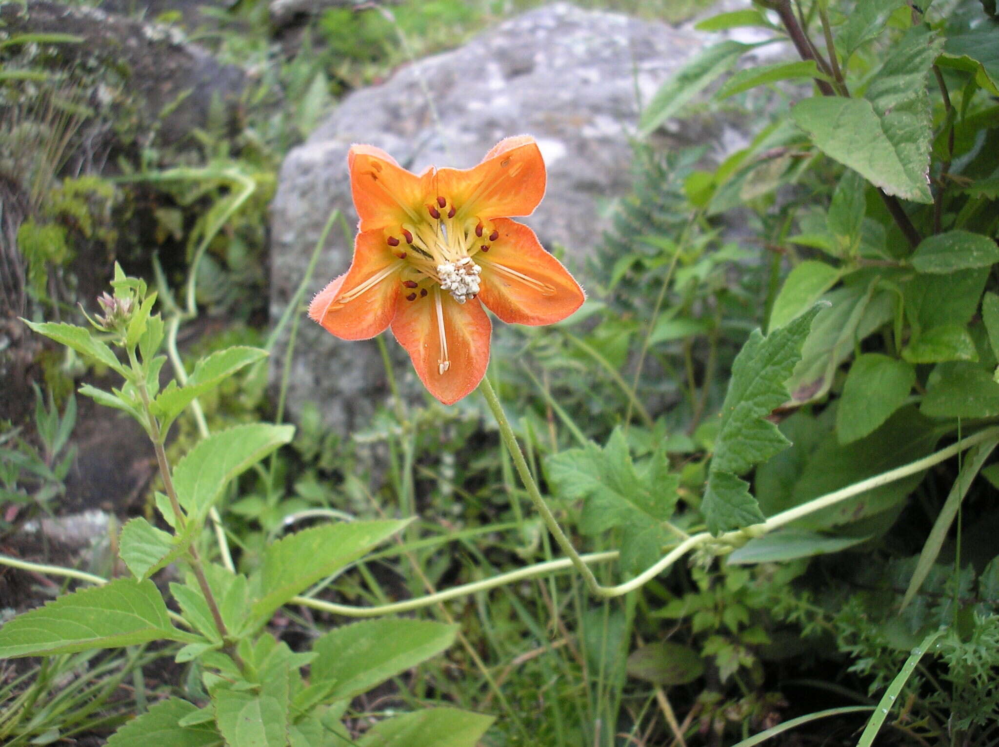 Image of Brick-Red Caiophora