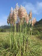 Cortaderia jubata (Lemoine) Stapf的圖片