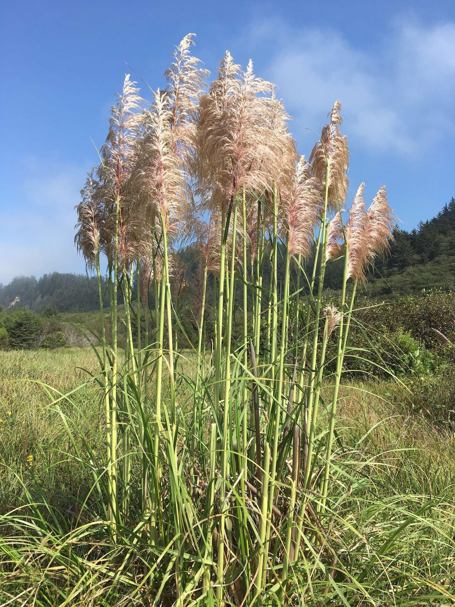 Cortaderia jubata (Lemoine) Stapf的圖片