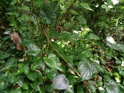 Imagem de Alocasia cucullata (Lour.) G. Don