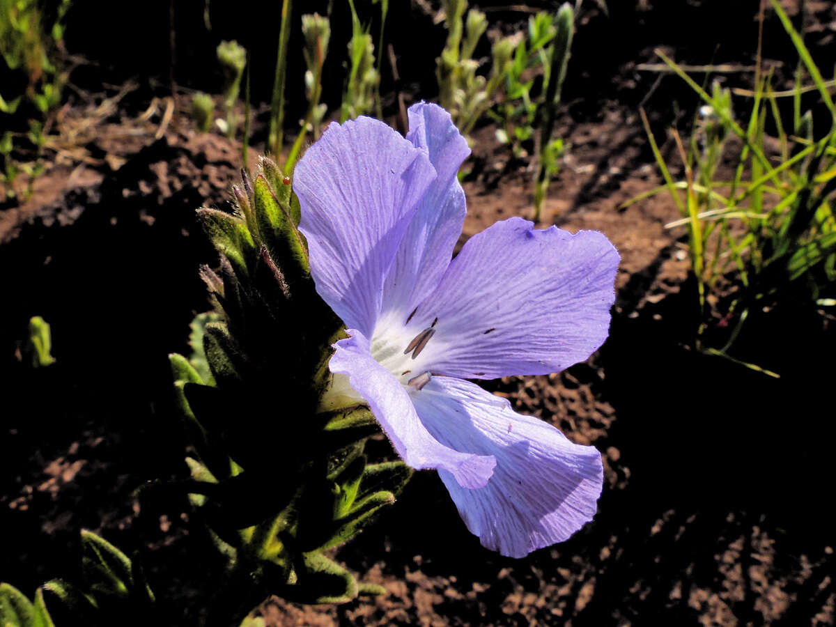 Imagem de Barleria monticola Oberm.