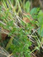 Image of graceful bedstraw