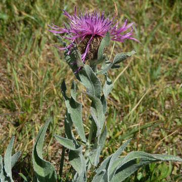 Image of singleflower knapweed