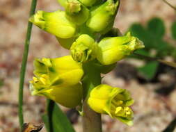 Image of Lachenalia mathewsii W. F. Barker