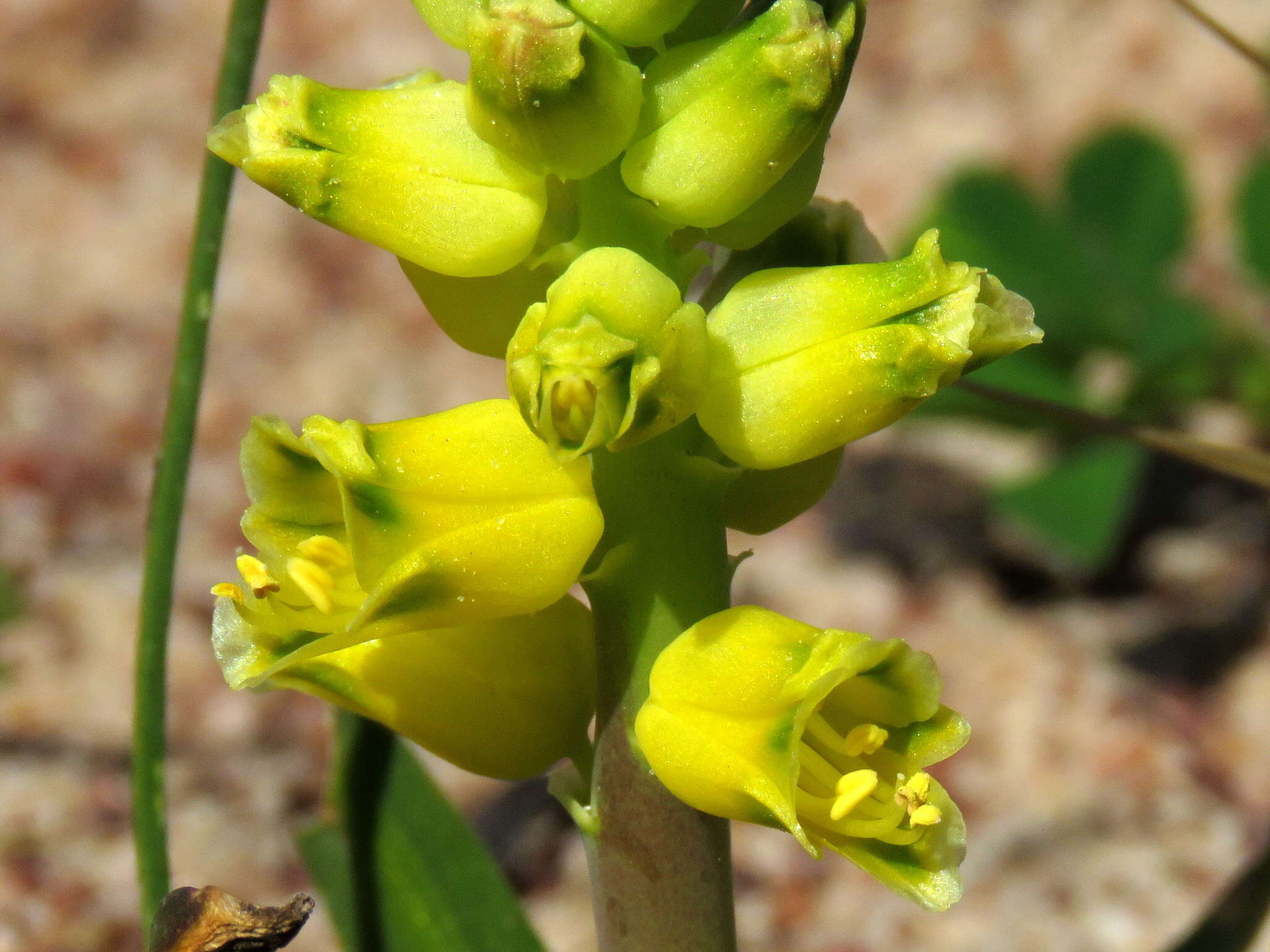 Image of Lachenalia mathewsii W. F. Barker