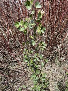 Image of Ribes aureum var. aureum