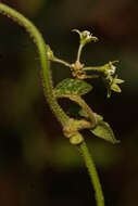 Image of Cynanchum schistoglossum Schltr.