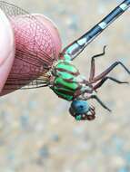 Image of Erpetogomphus liopeltis Garrison 1994