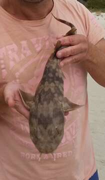 Image of Western Wobbegong