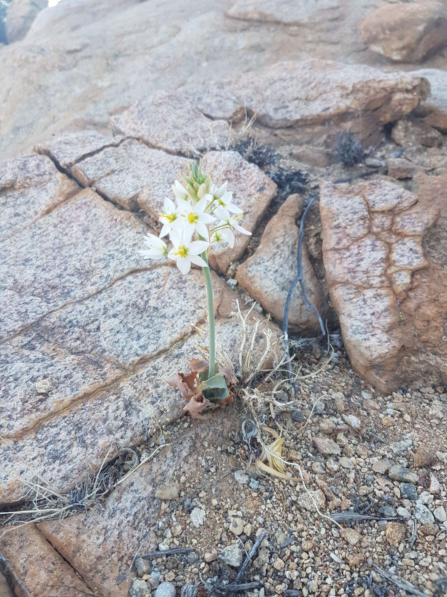 Image of Ornithogalum pruinosum F. M. Leight.