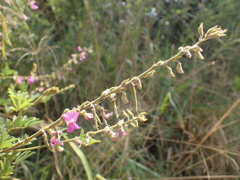 Image of Tephrosia polystachya E. Mey.