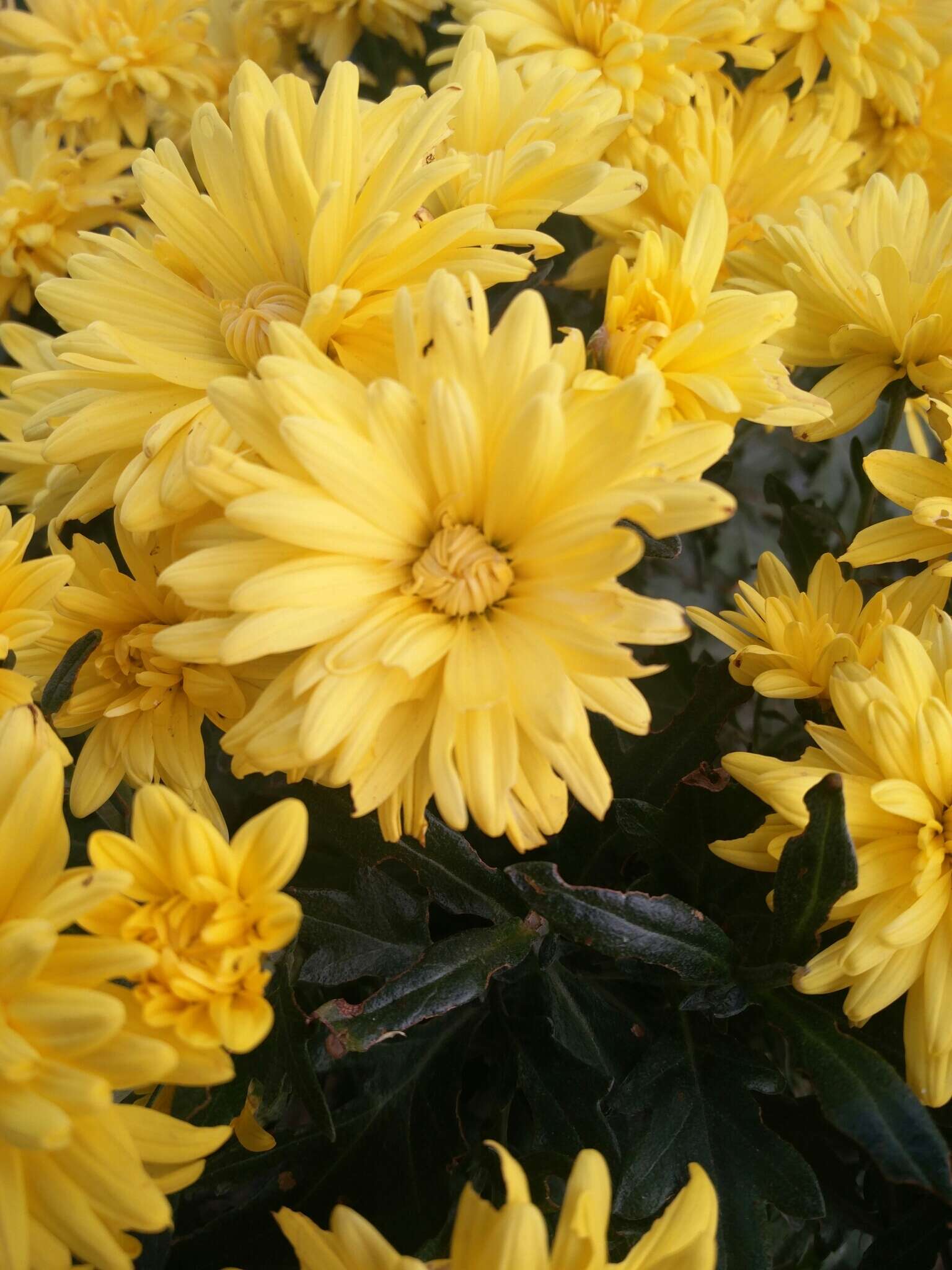 Image of florist's daisy
