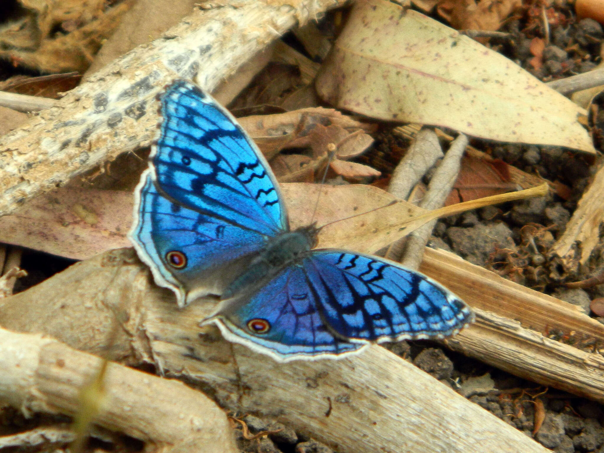 Image of Junonia rhadama Boisduval 1833