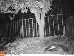 Image of Hooded Skunk