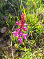 صورة Orchis mascula subsp. laxifloriformis Rivas Goday & B. Rodr.