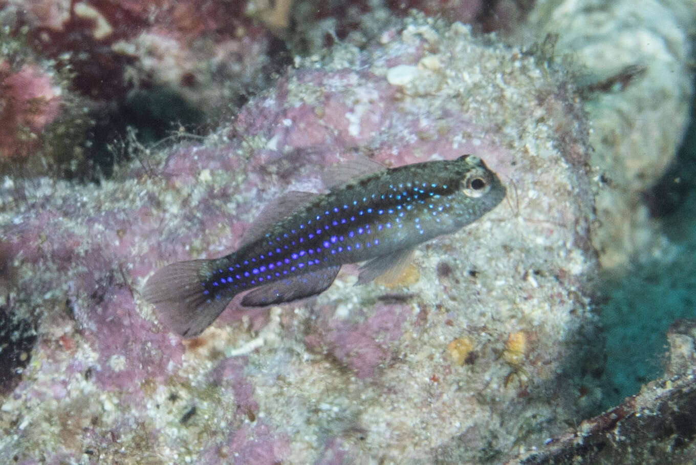 Image of Blue-speckled rubble goby