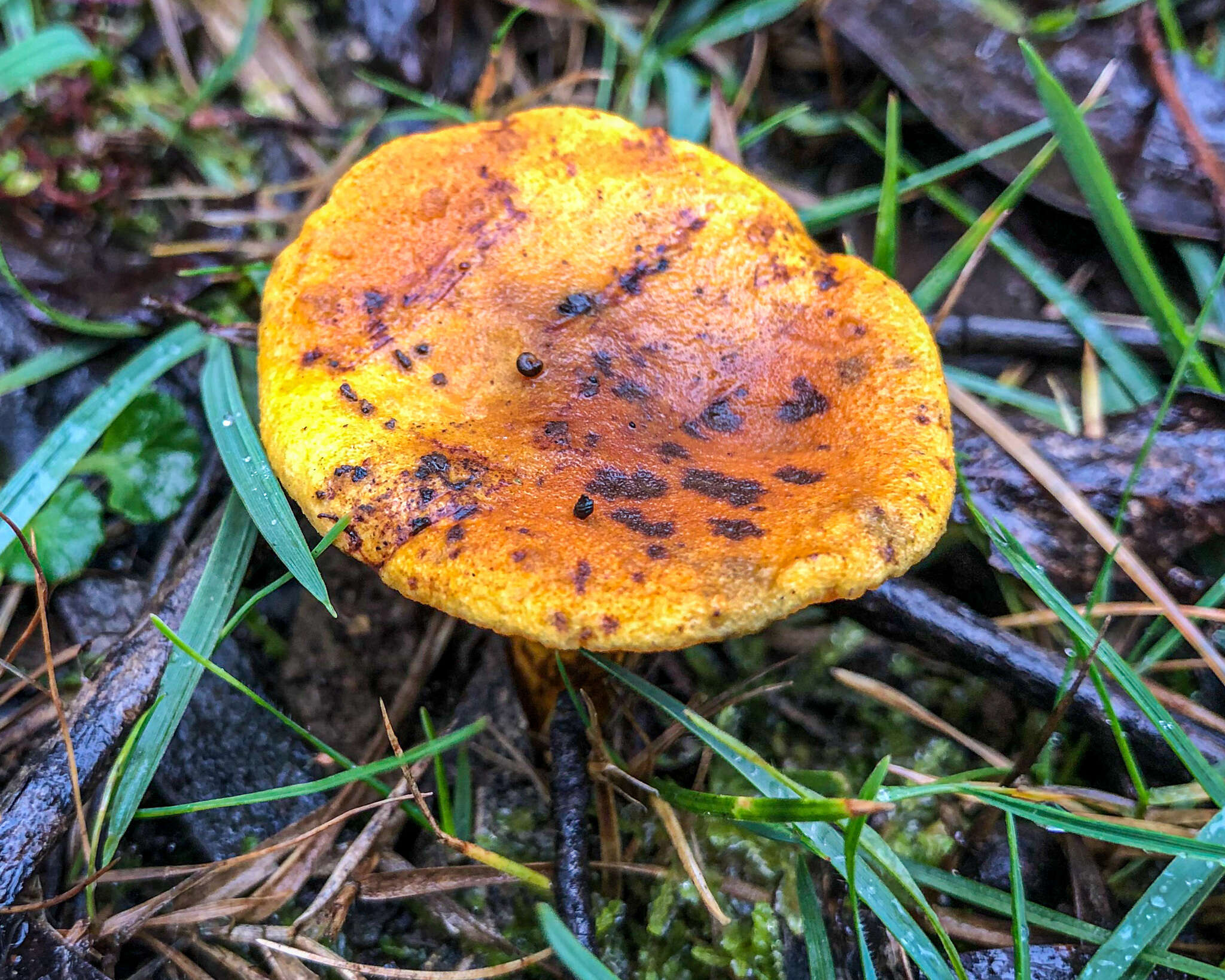 Image of Austropaxillus infundibuliformis (Cleland) Bresinsky & Jarosch 1999