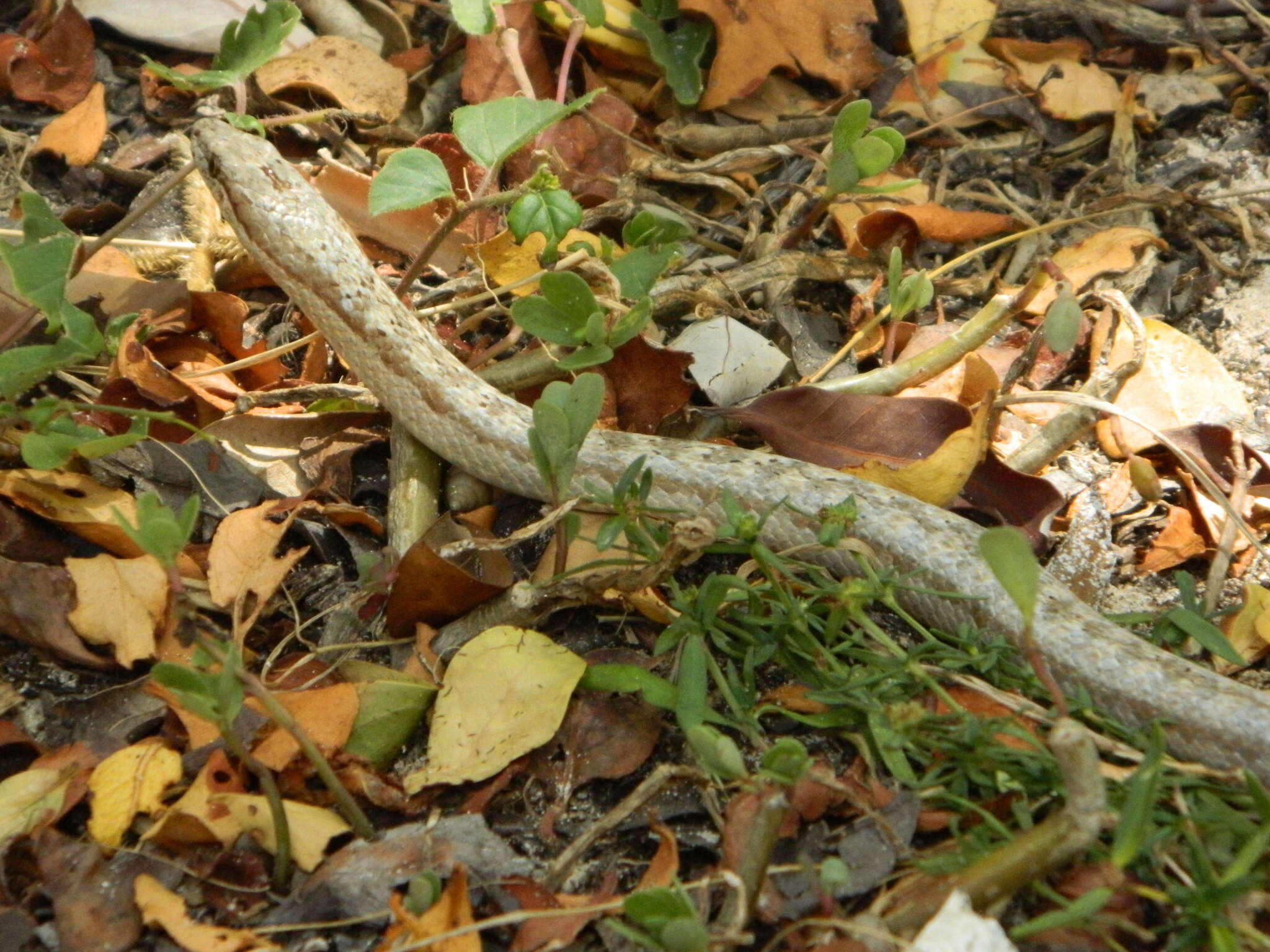 Image of Antiguan Racer