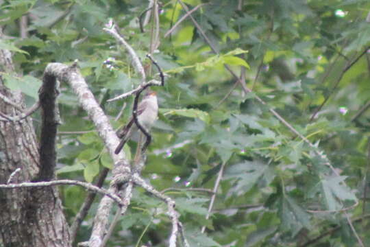 Image of Eastern Wood Pewee