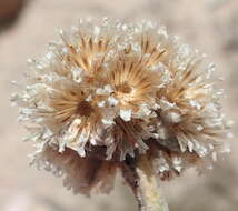 Image de Helichrysum rotundifolium (Thunb.) Less.