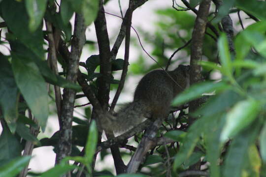 Image of Smith's Bush Squirrel