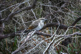 Image of Little Wattlebird