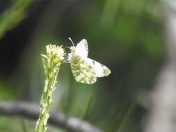 Euchloe ausonides (Lucas 1852) resmi