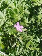 Imagem de Geranium palustre L.