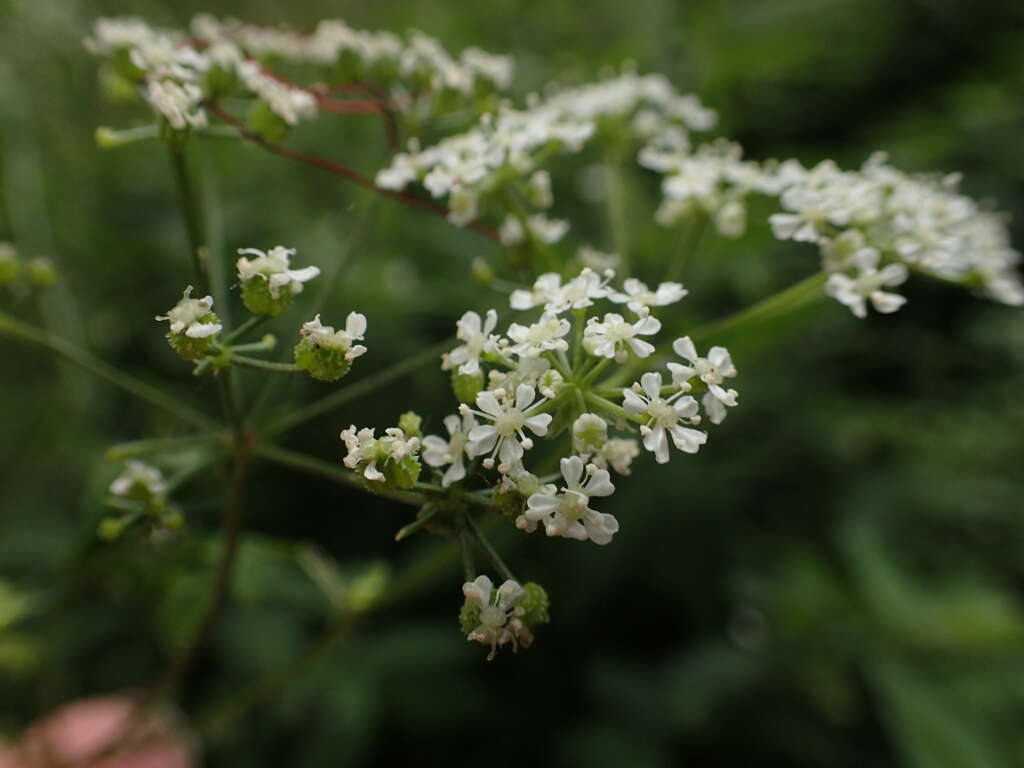 Image of poison hemlock