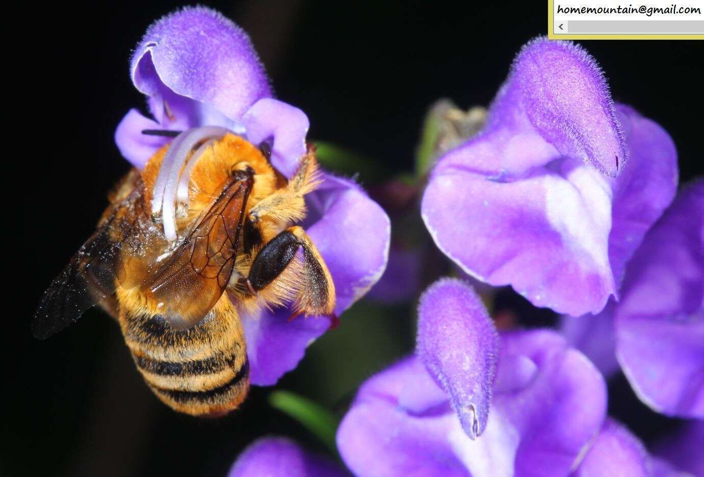 Image de Anthophora deserticola Morawitz 1873