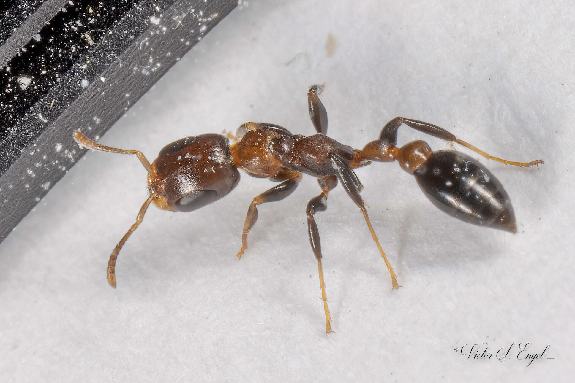 Image of Pseudomyrmex ejectus (Smith 1858)