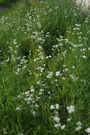 Image of great chickweed