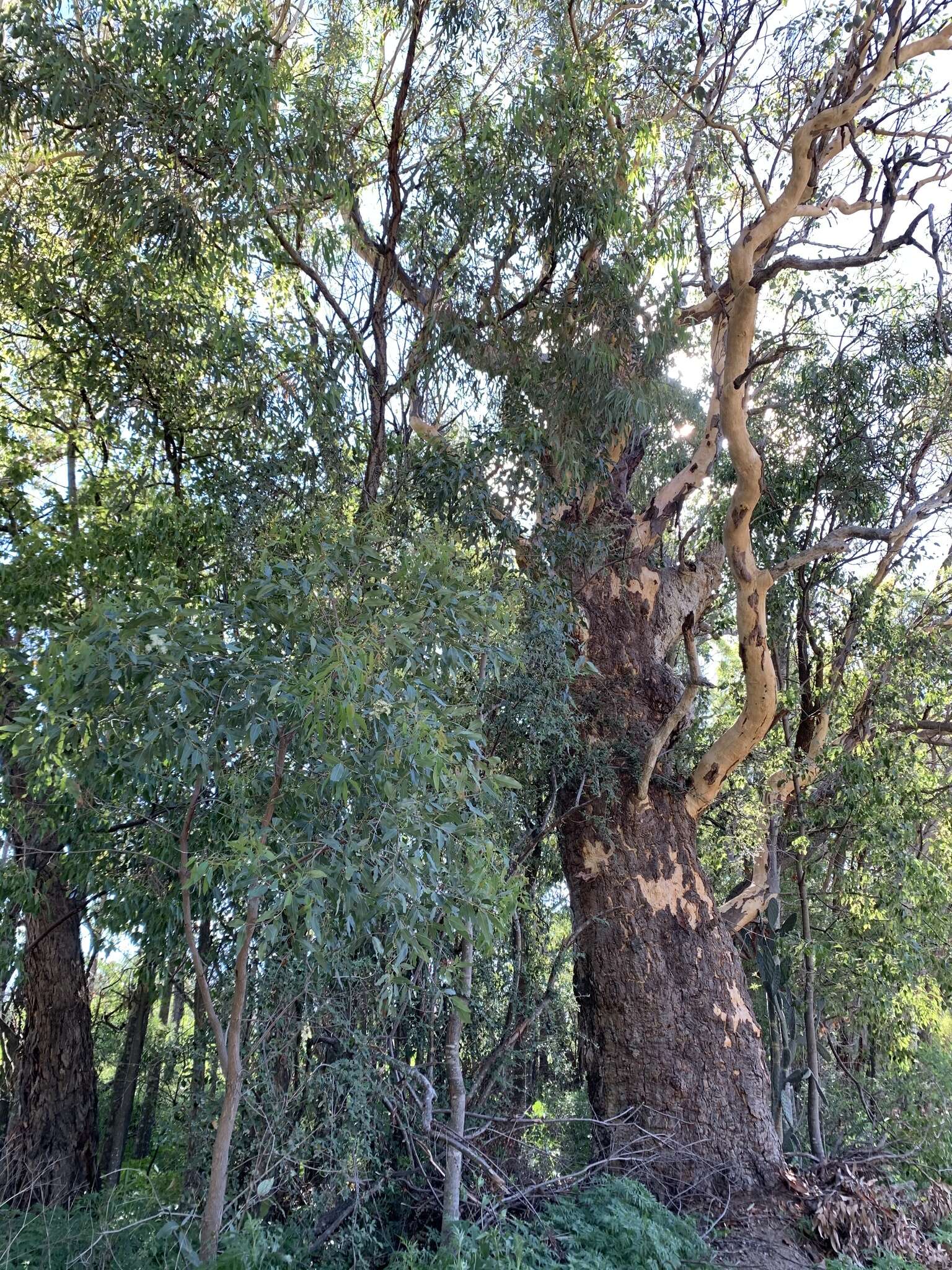 Image of Eucalyptus prava L. A. S. Johnson & K. D. Hill