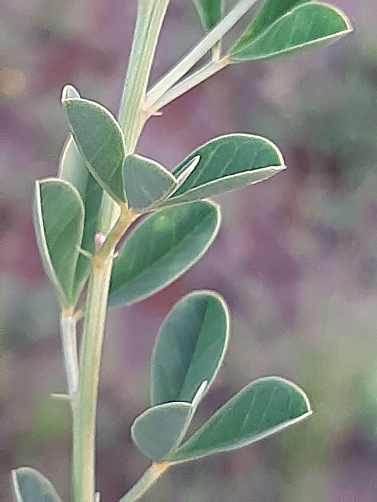 Image of Crotalaria magaliesbergensis