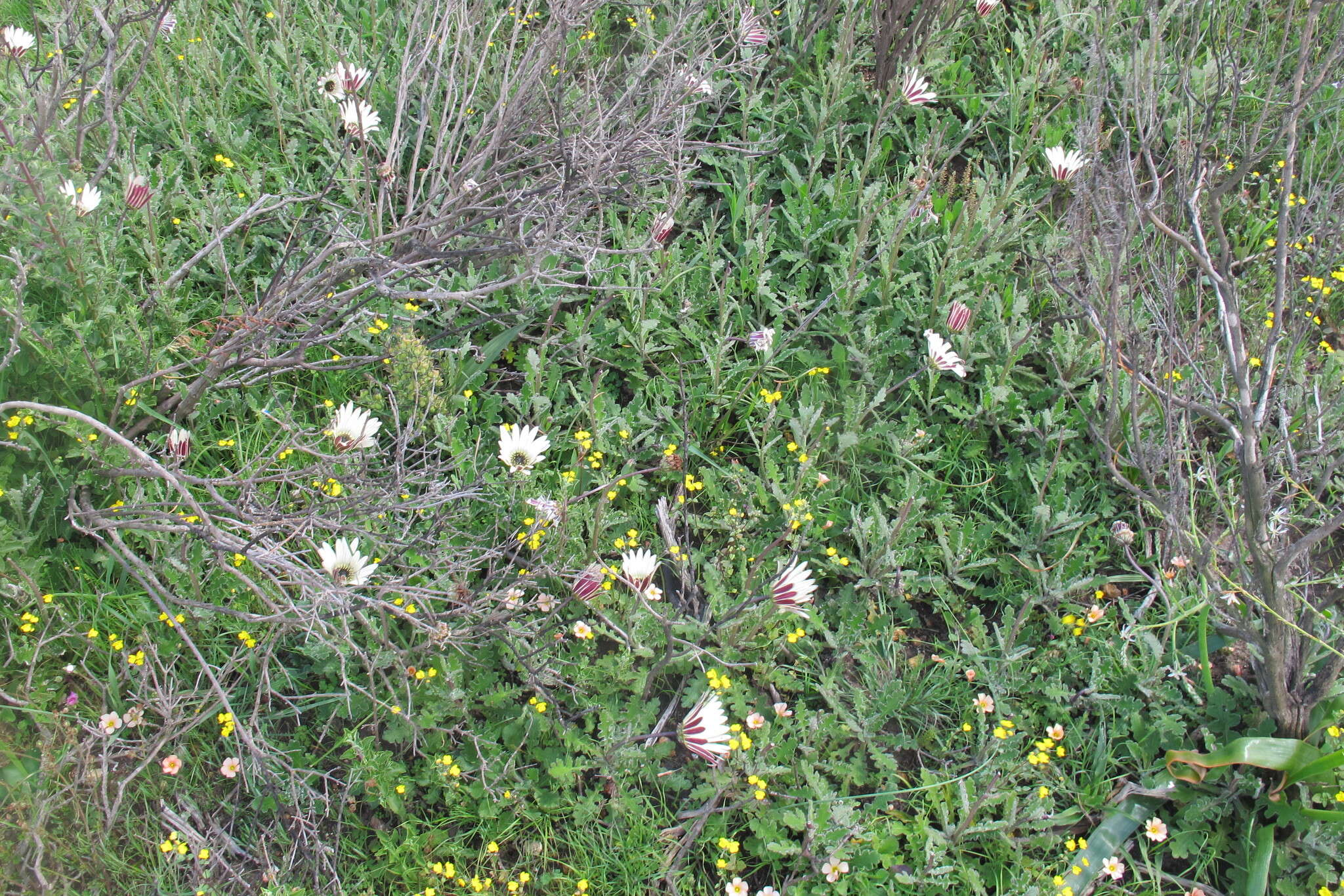 Image de Arctotis formosa Thunb.