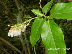 Image of Lyonia ovalifolia (Wall.) Drude
