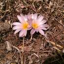 صورة Echinocereus knippelianus Liebm.