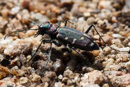 Plancia ëd Cicindela (Cicindela) oregona Le Conte 1856