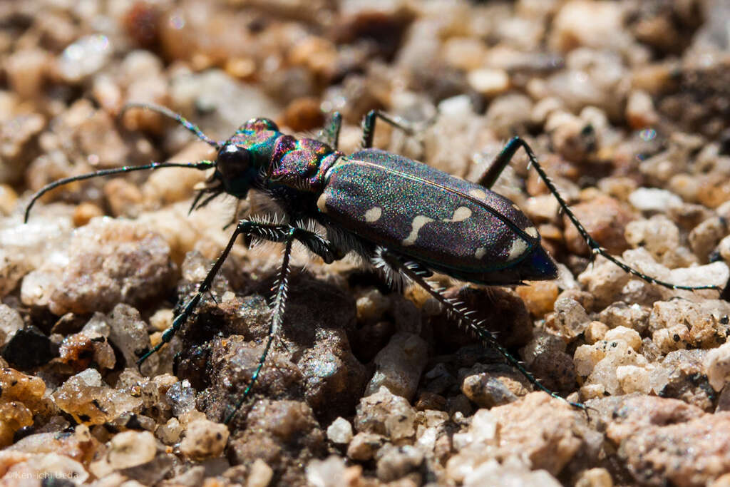 Plancia ëd Cicindela (Cicindela) oregona Le Conte 1856