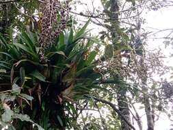 Image of Catopsis paniculata É. Morren