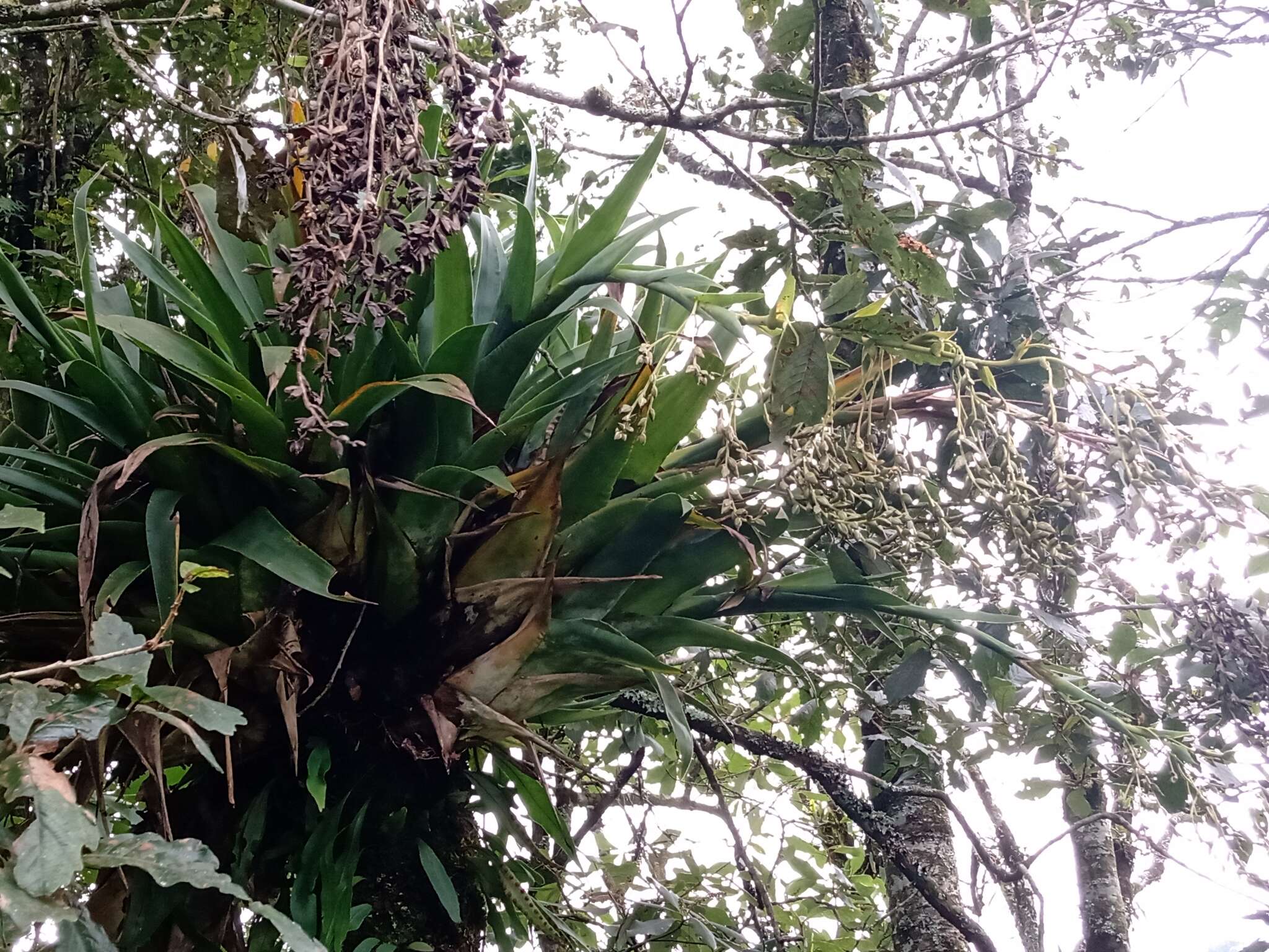 Image of Catopsis paniculata É. Morren