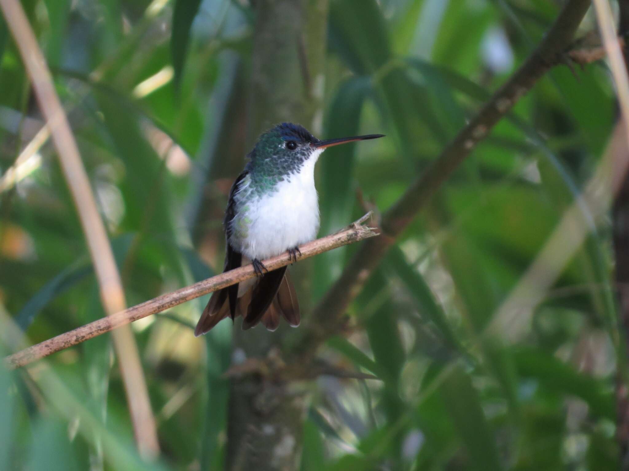 Image of Andean Emerald