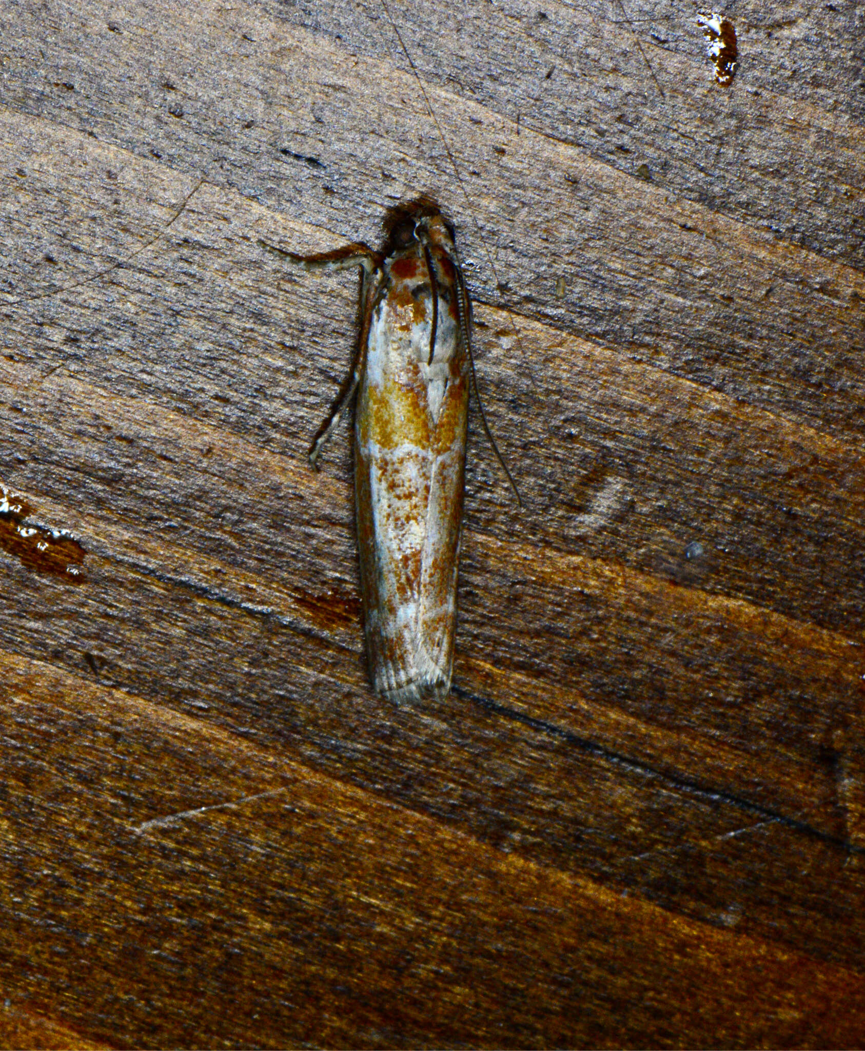 Image of Webbing Coneworm Moth