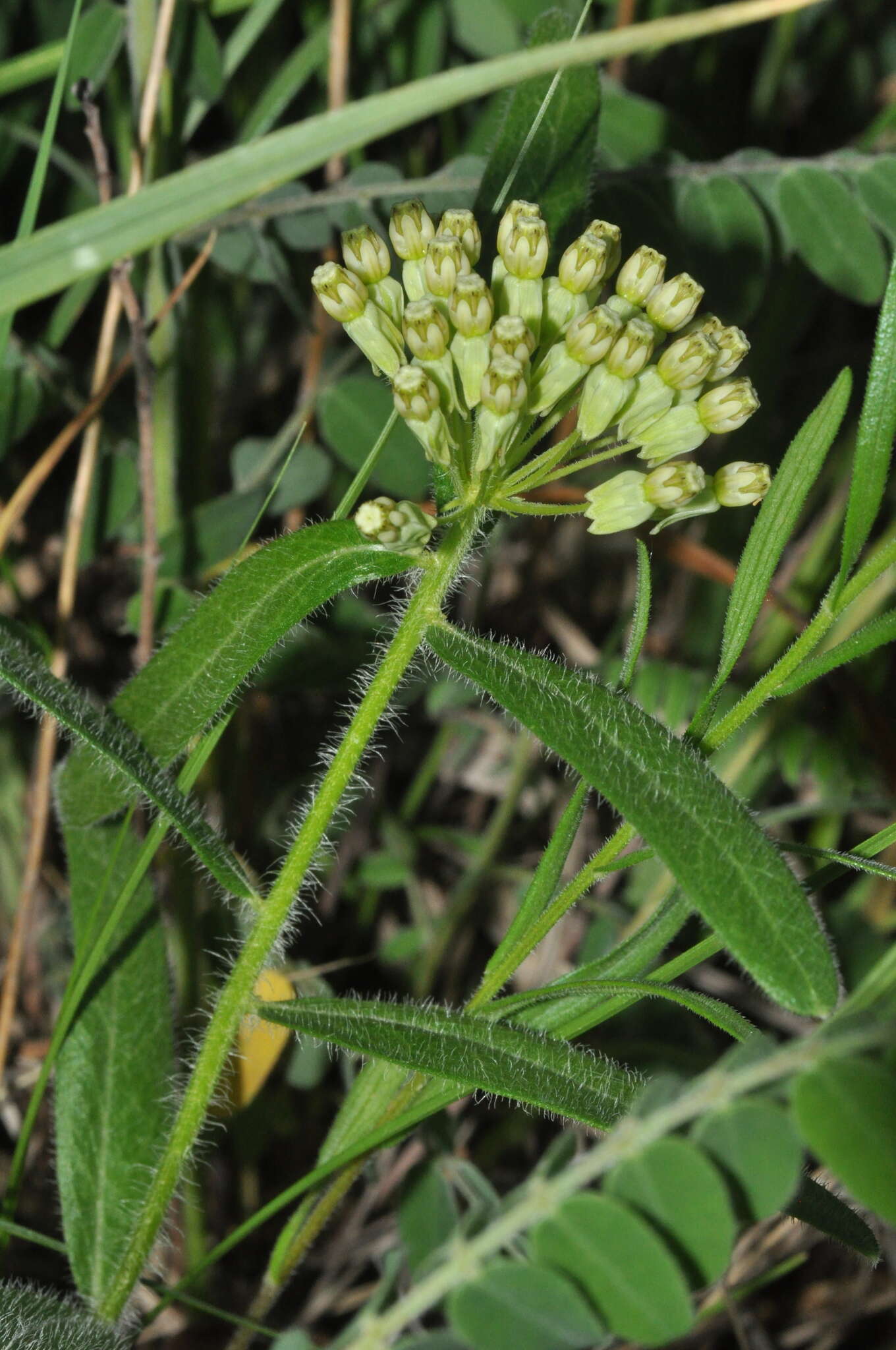 Image of sidecluster milkweed