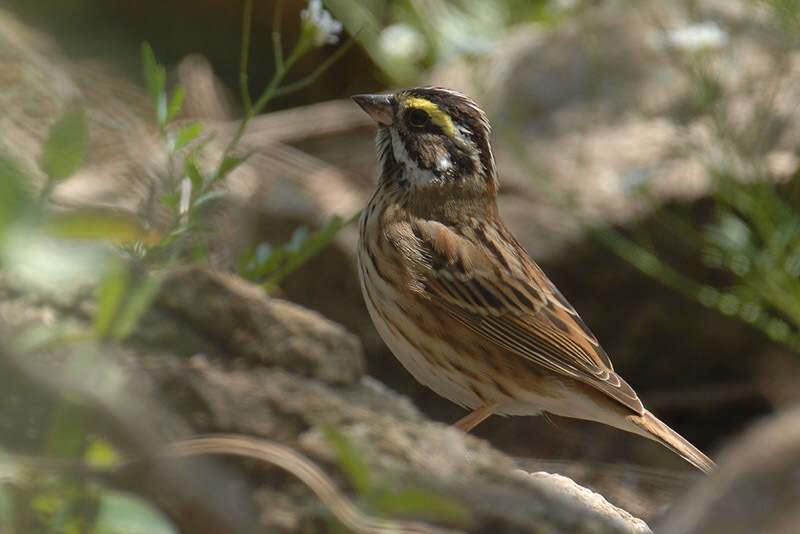 Image of Yellow-browed Bunting