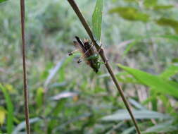 Image of Conocephalus (Anisoptera) melaenus (Haan 1843)