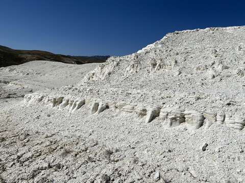 Image of bentonite desertparsley