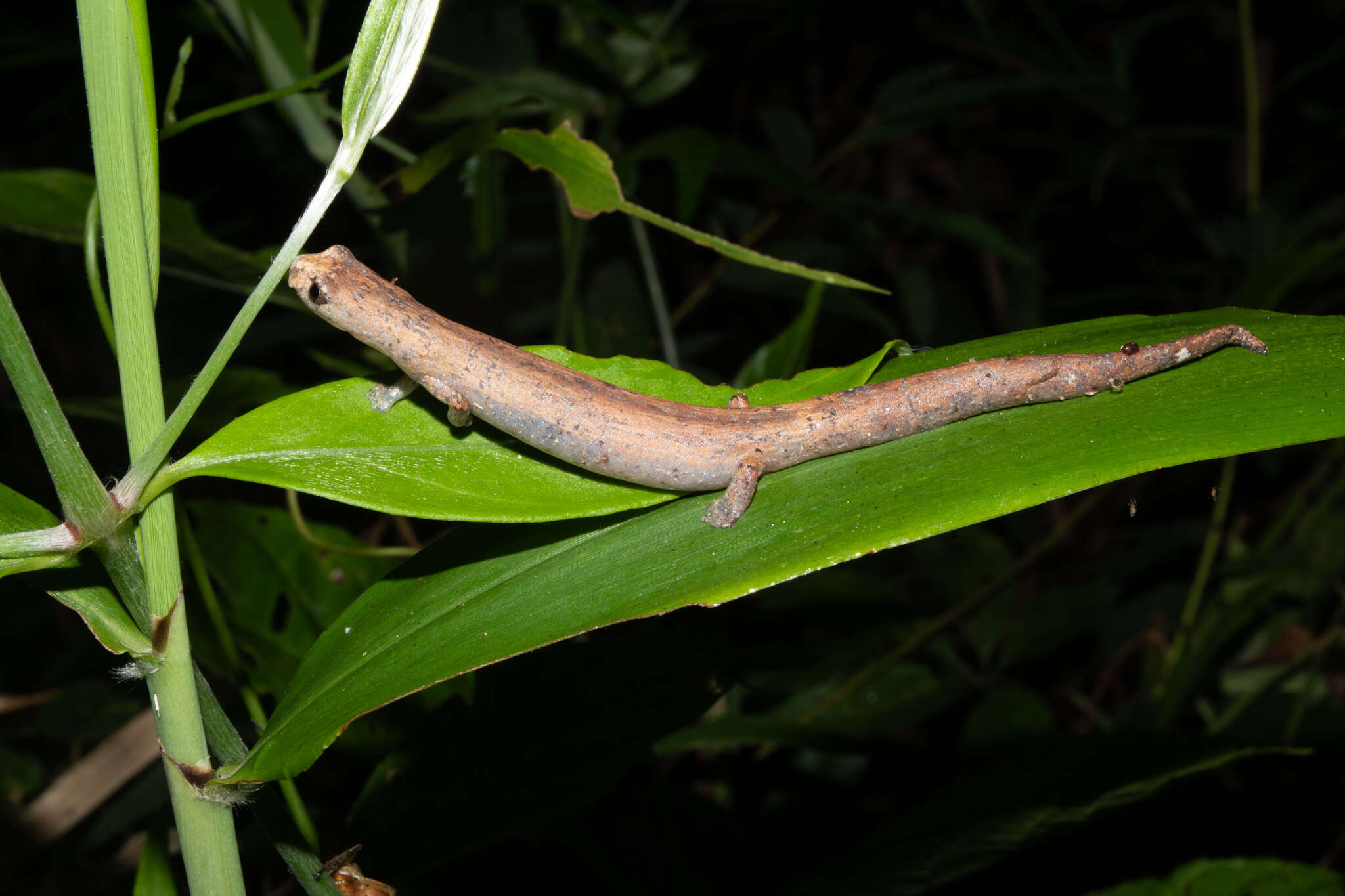 Imagem de Bolitoglossa altamazonica (Cope 1874)