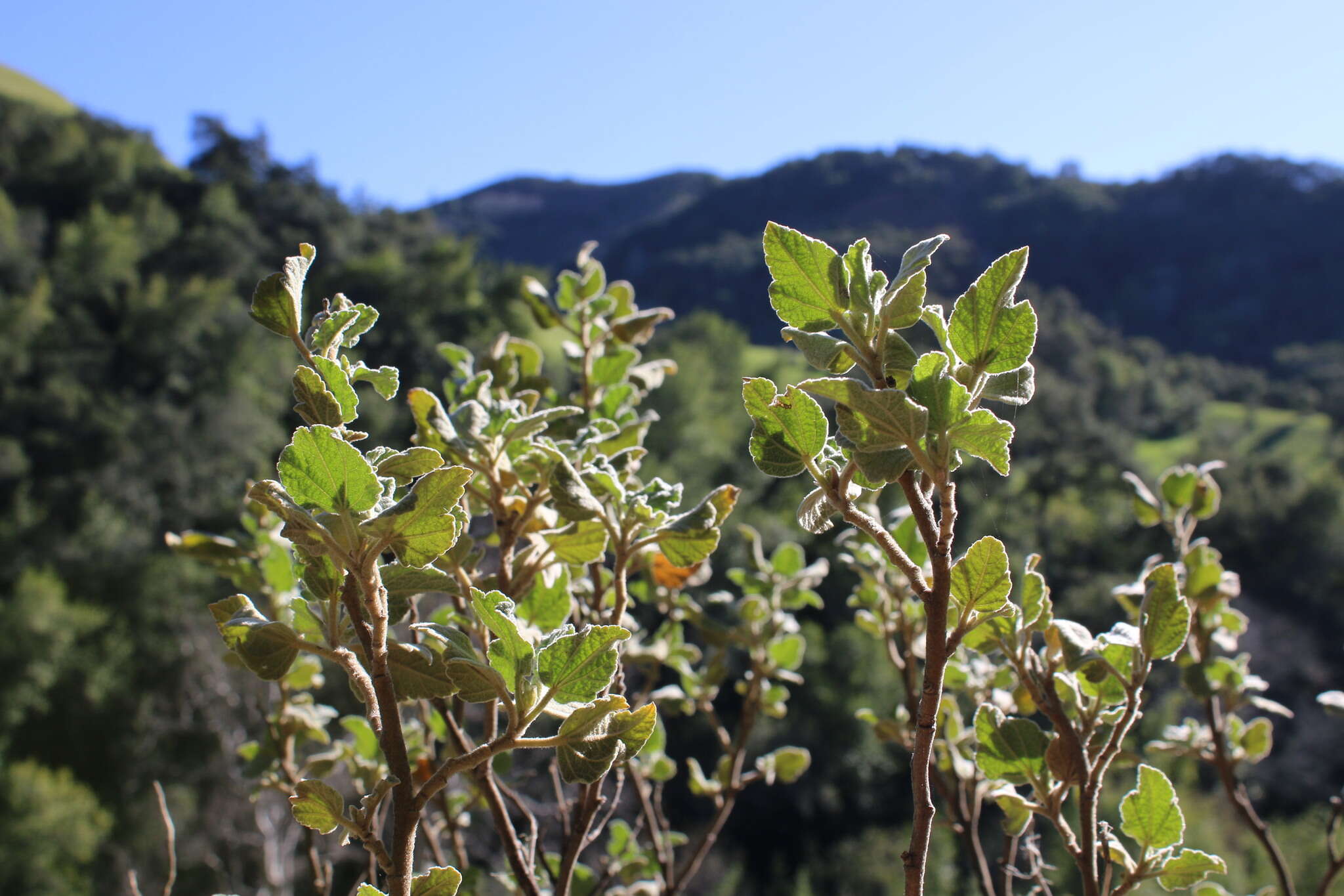 Imagem de Malacothamnus palmeri (S. Wats.) Greene